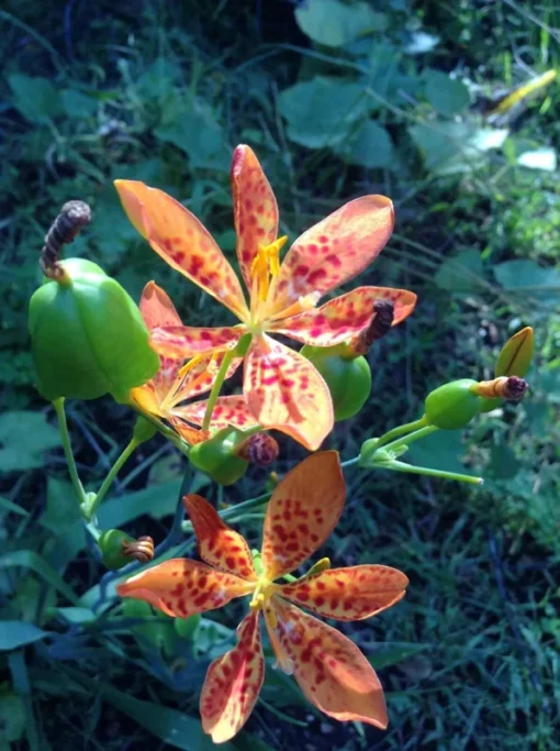 Blackberry Lily Seeds - Belamcanda chinensis / Iris domestica - 30+ Seeds