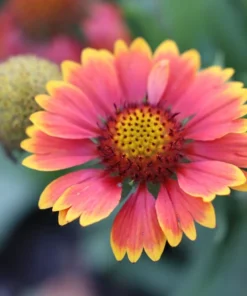 Blanket Flower Gaillardia Seeds - 100 Native Wildflower Seeds Free Ship