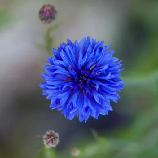 Blue Bachelor Button Cornflower Live Plant - 3 inch Pot