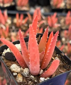 Blue Elf Aloe Succulent Plant 2