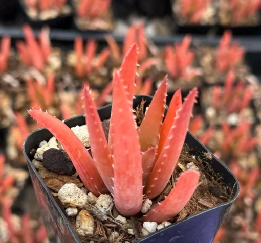 Blue Elf Aloe Succulent Plant 2" Pot Red & Orange Foliage