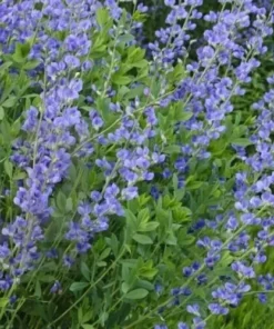 Blue False Indigo Seeds - Baptisia australis - 40+ Seeds - Perennial Flower
