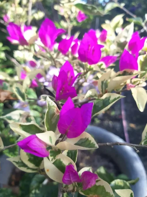 Blueberry Ice Bougainvillea Plant 4 inch Nursery Pot - Starter Plant