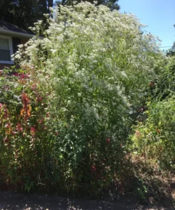 Boneset Seeds - Eupatorium perfoliatum - Freshly Harvested