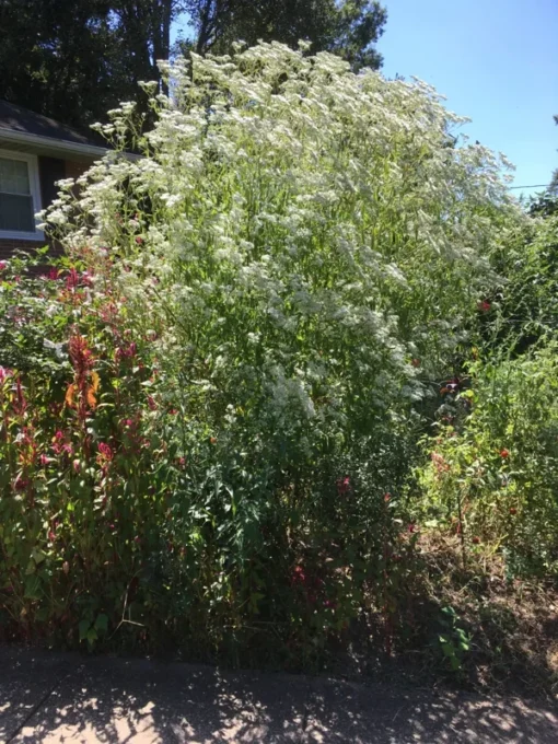 Boneset Seeds - Eupatorium perfoliatum - Freshly Harvested