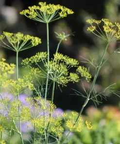 Bouquet Dill Seeds - Heirloom Variety - 100 Seeds - Crop of 2025