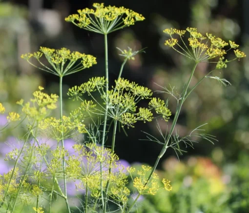 Bouquet Dill Seeds - Heirloom Variety - 100 Seeds - Crop of 2025