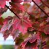 Brandywine Red Maple Tree Live Plant 6-12 inch 2.5 inch Pot Red Shade Tree