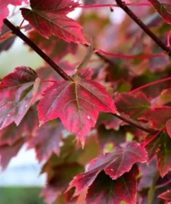 Brandywine Red Maple Tree Live Plant 6-12 inch 2.5 inch Pot Red Shade Tree