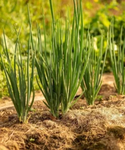 Bunching Onion Seeds - 200 Seeds - Easy to Grow Garden Onions