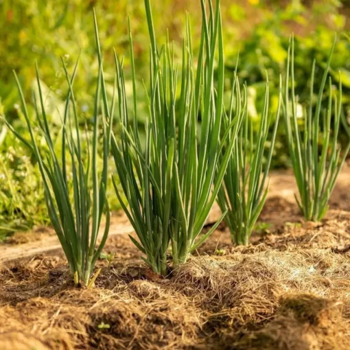 Bunching Onion Seeds - 200 Seeds - Easy to Grow Garden Onions