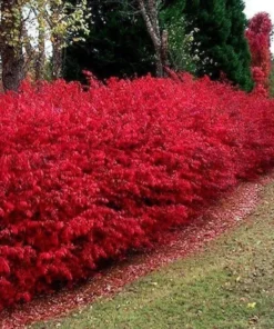 Burning Bush Set of 2 Bare Root Plants - 8-12 Inch Rooted Cuttings