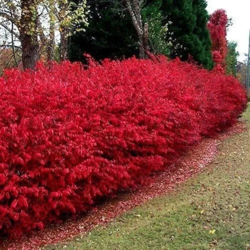 Burning Bush Set of 2 Bare Root Plants - 8-12 Inch Rooted Cuttings
