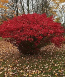 Burning Bush Set of 2 Bare Root Plants - 8-12 Inch Rooted Cuttings