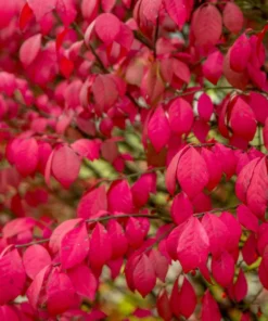 Burning Bush Set of 2 Bare Root Plants - 8-12 Inch Rooted Cuttings