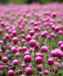 Purple Gomphrena Globosa Globe Amaranth Seeds - 50 Count