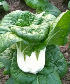 Napa and Tatsoi Seeds Mix - 250 Seeds - Asian Greens Variety