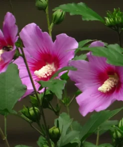 Rose of Sharon Seeds - 40 Pink Flower Seeds - 2025 Crop