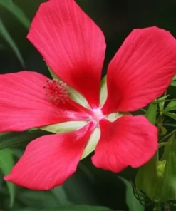 Texas Star Hibiscus Red Seeds - Hibiscus Coccineus - 30 Seeds, 2025 Crop