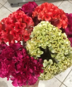 Celosia Cristata Mix Seeds - Cockscomb Flower Seeds - 150 Seeds