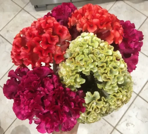 Celosia Cristata Mix Seeds - Cockscomb Flower Seeds - 150 Seeds