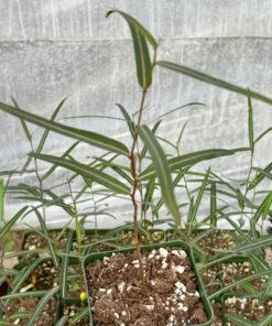 Queensland Bottle Tree - Brachychiton rupestris Live Plant - 4 Inch Pot - Unique Specimen
