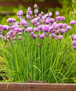 Chives Herb Plant 4in Starter Size Easy to Grow Fresh