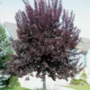 Choke Cherry Canadian Red Plant - 2.5 inch Pot - Flowering Shrub