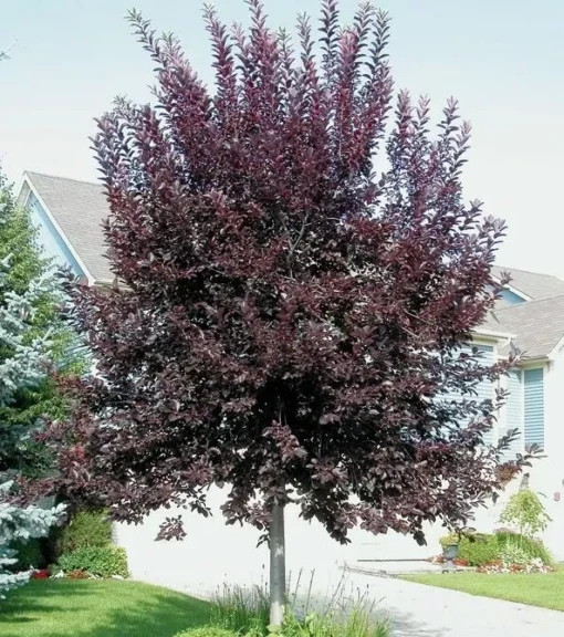Choke Cherry Canadian Red Plant - 2.5 inch Pot - Flowering Shrub