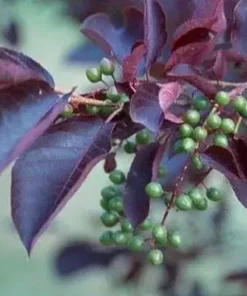 Choke Cherry Canadian Red Plant - 2.5 inch Pot - Flowering Shrub