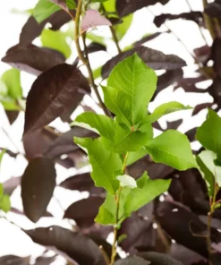 Choke Cherry Canadian Red Plant - 2.5 inch Pot - Flowering Shrub