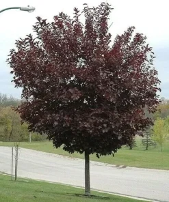 Choke Cherry Canadian Red Plant - 2.5 inch Pot - Flowering Shrub