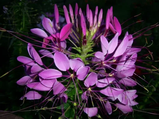 Cleome Seeds - 100+ Mixed Color Flower Seeds - Garden Planting