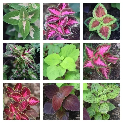 Coleus Seeds 150 Count Freshly Harvested Best Selections