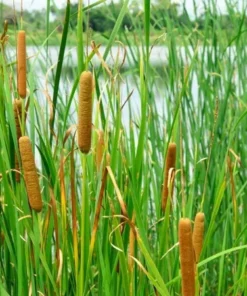 Common Cattail Seeds - 500 Typha latifolia Seeds - Fresh 2025 Harvest