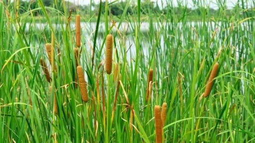 Common Cattail Seeds - 500 Typha latifolia Seeds - Fresh 2025 Harvest
