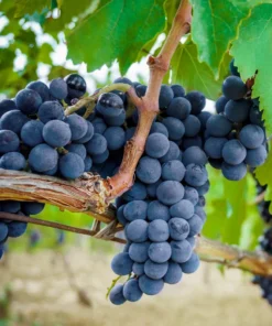 Concord Grape Vines - Bareroot - Sweet Purple Grapes - Free Shipping