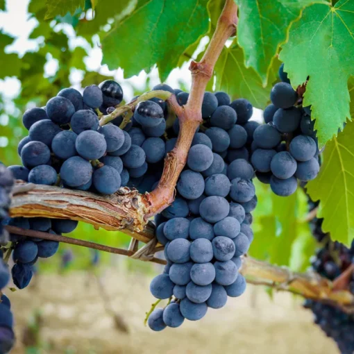 Concord Grape Vines - Bareroot - Sweet Purple Grapes - Free Shipping