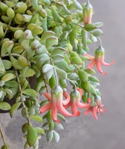 Cotyledon Pendens Trailing Succulent Live Plant Pink Accent