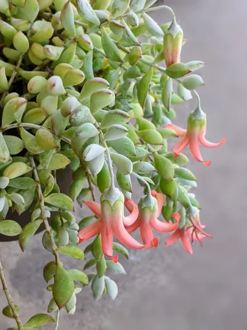 Cotyledon Pendens Trailing Succulent Live Plant Pink Accent