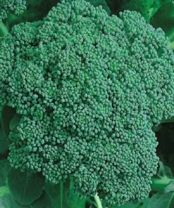 Waltham 29 Broccoli Seeds - Non-GMO High Yield Vegetable Seeds