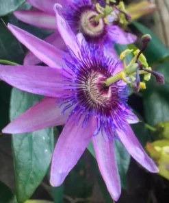 Lavender Passion Flower Plant Live Plant 4-6 Inch Tall Garden Ready