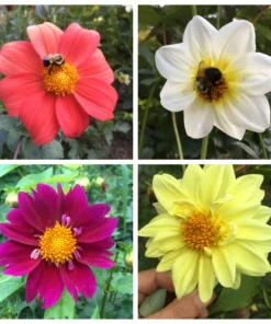 Dahlia Flower Seeds - Wonderful Mix for Garden Planting