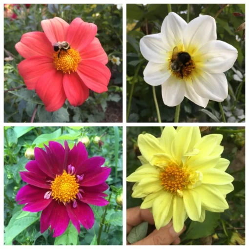 Dahlia Flower Seeds - Wonderful Mix for Garden Planting