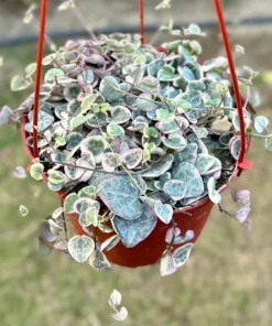 Variegated String of Hearts Succulent - 4 or 6 Inch Potted Plant
