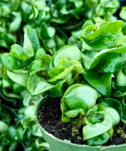 Hoya Hindu Rope Plant - Hoya Carnosa Compacta - 4 inch Pot - Live Plant