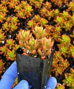 Sedum Rubrotinctum Aurora Live Succulent Plants 2