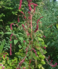 Dreadlock Amaranth Seeds - Burgundy Beauty, Crop 2025