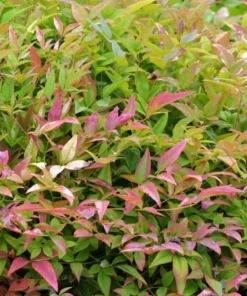 Dwarf Nandina Plant 2.5 inch Pot - Heavenly Bamboo Ornamental Shrub