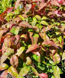 Dwarf Nandina Plant 2.5 inch Pot - Heavenly Bamboo Ornamental Shrub